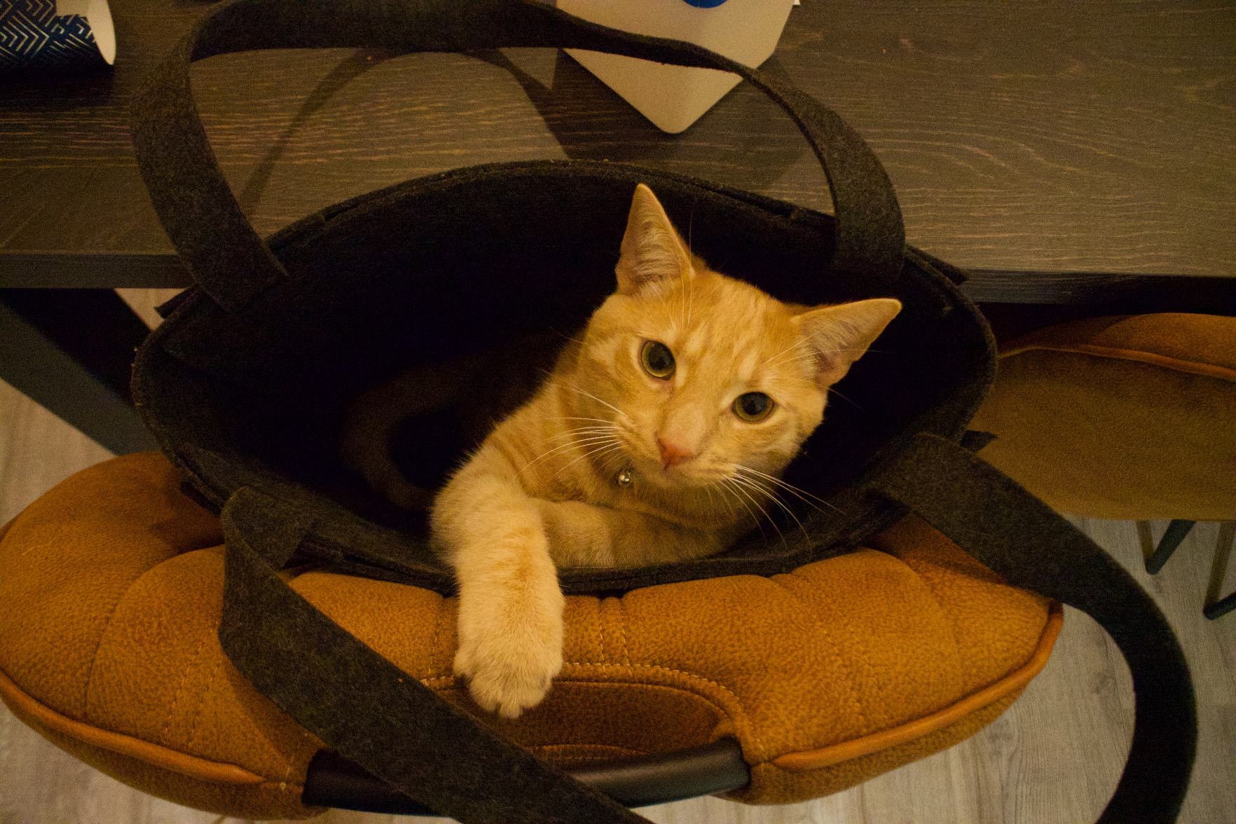 A cat in a bag